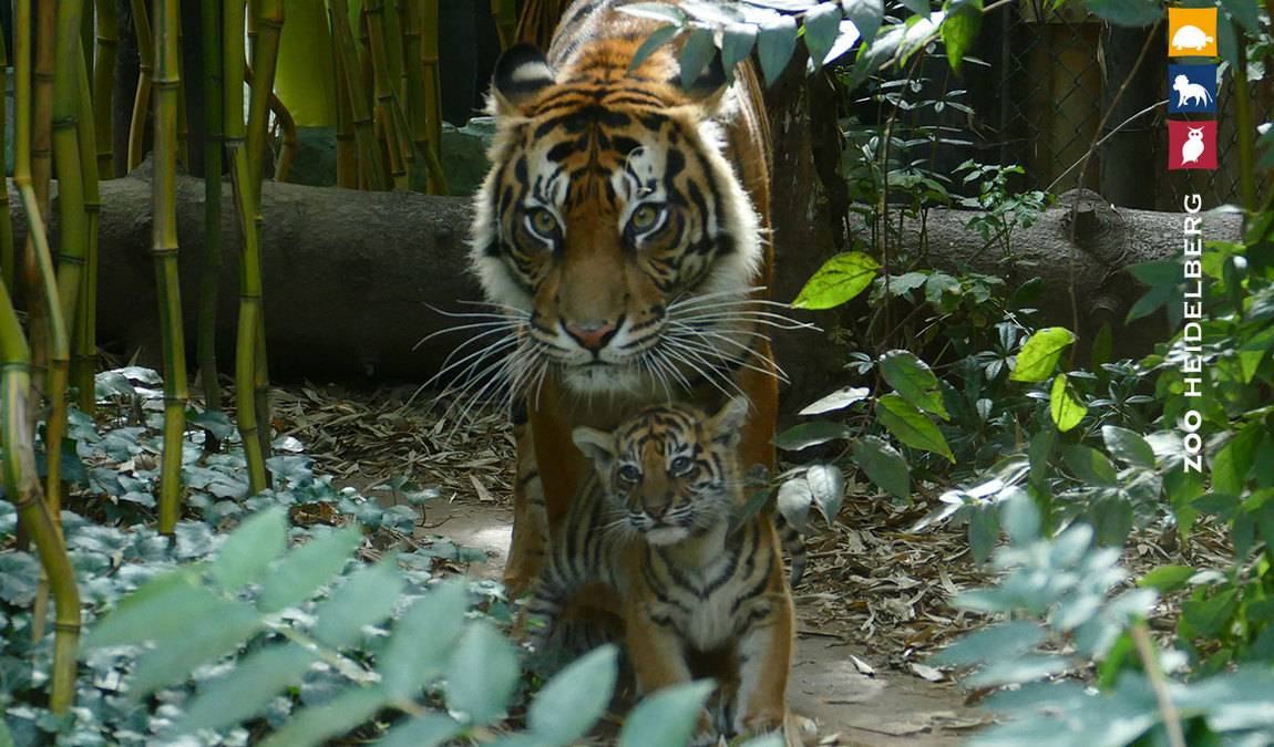 heidelberg zoo photo 3