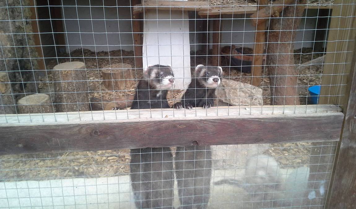 wildpark ernstbrunn photo 5