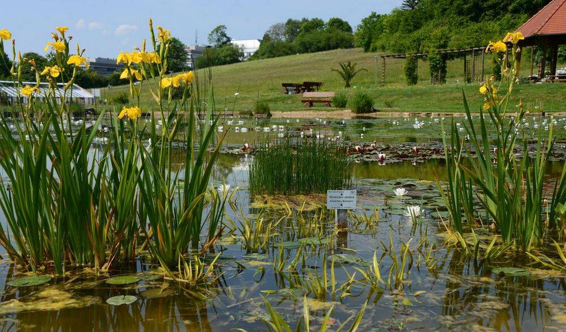 experimental botanical garden photo 2