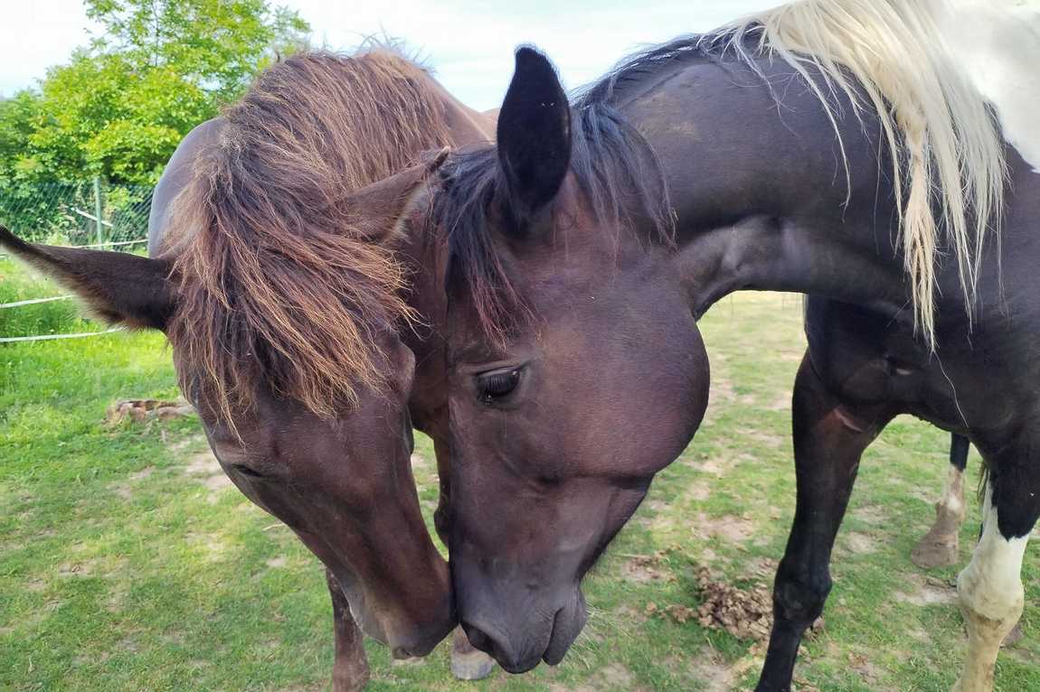 farma u tri koniku photo 2