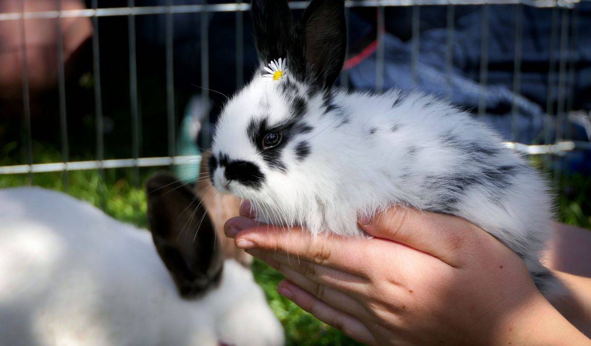 zookoutek u novacku photo 1