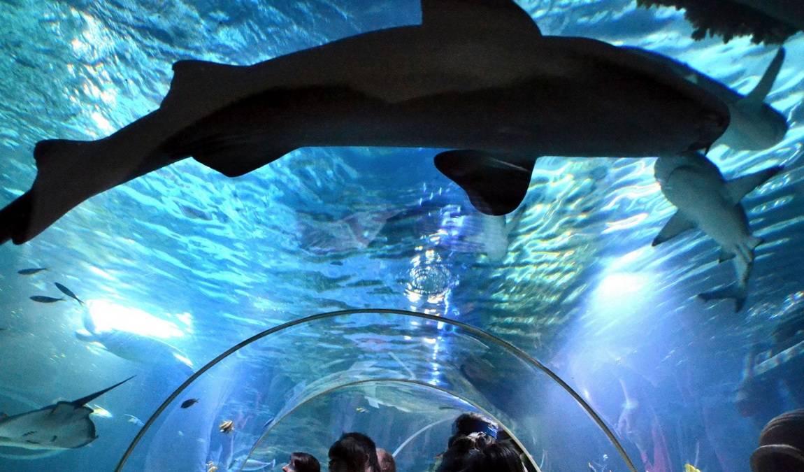 sea life speyer photo 1