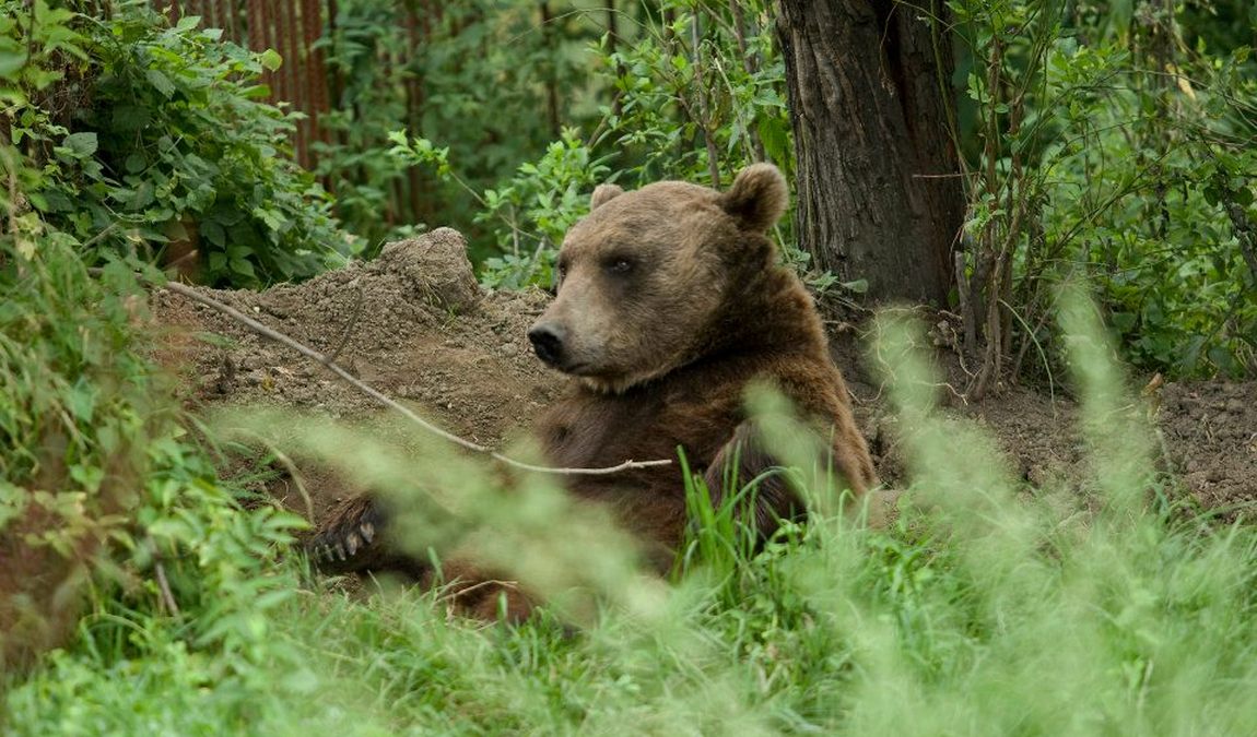 barenhof berghausen photo 4
