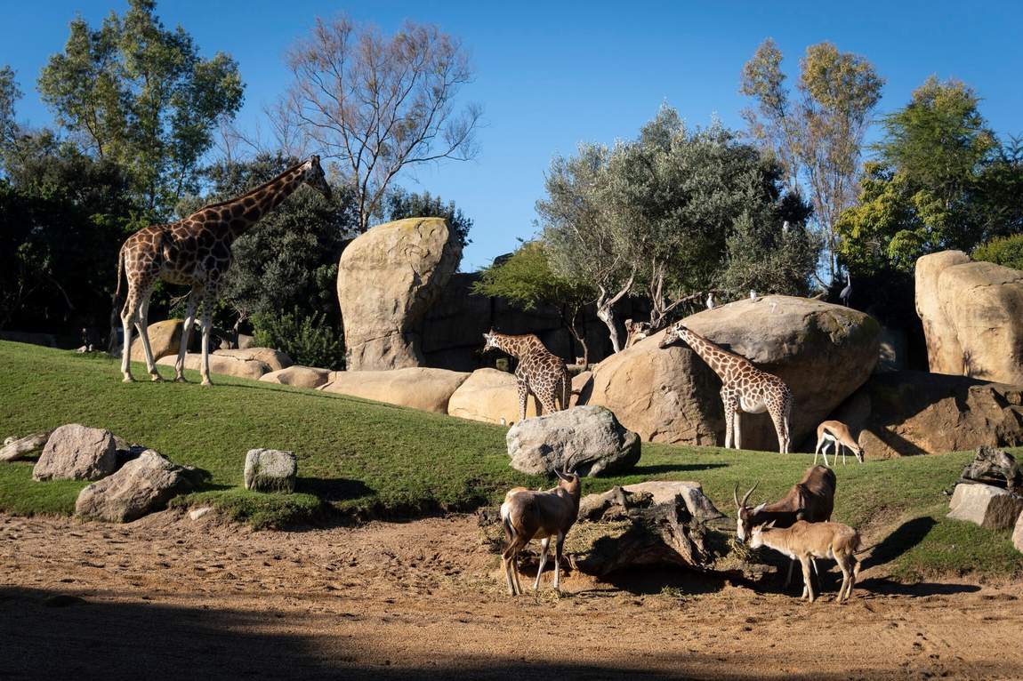 bioparc valencia photo 1