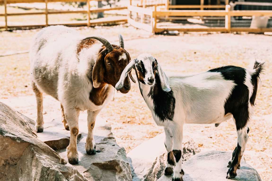 crandall bowles children's farm photo 4
