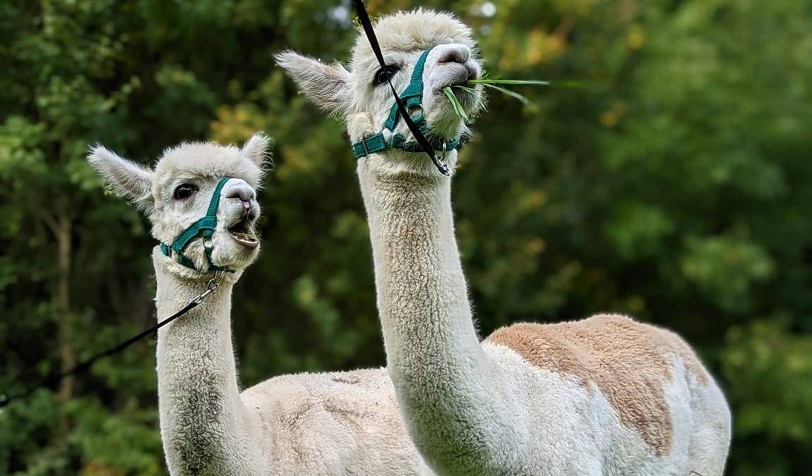 alpaka ranch in mittelfranken photo 1