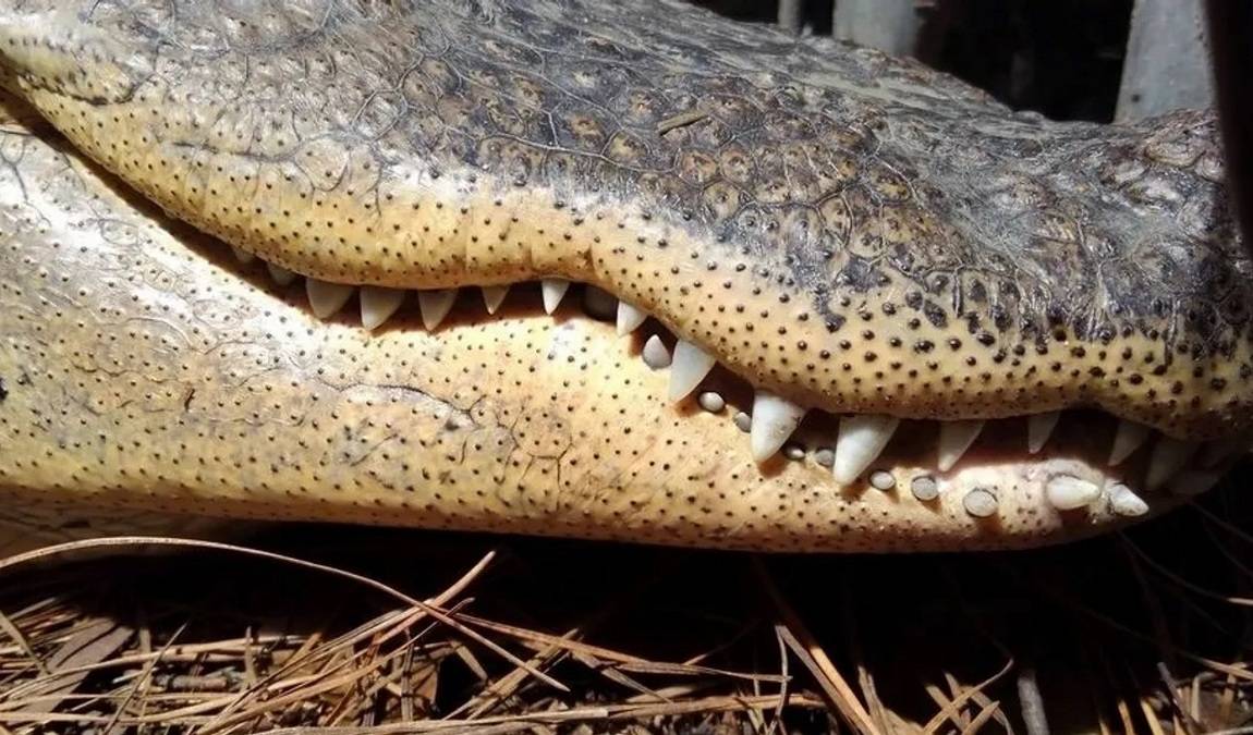 lynnwood park zoo photo 4