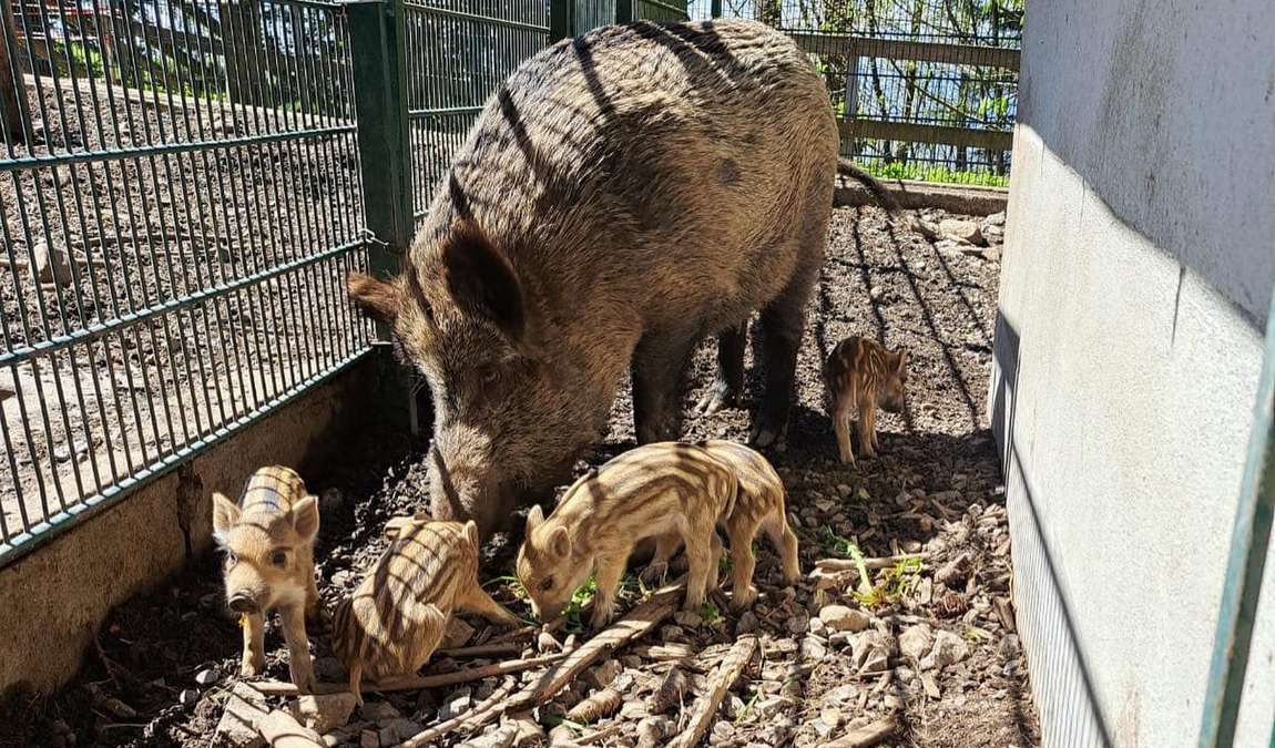 alpenwildpark pfander photo 3