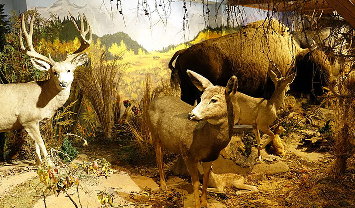 alpen wildpark feld am see photo 3