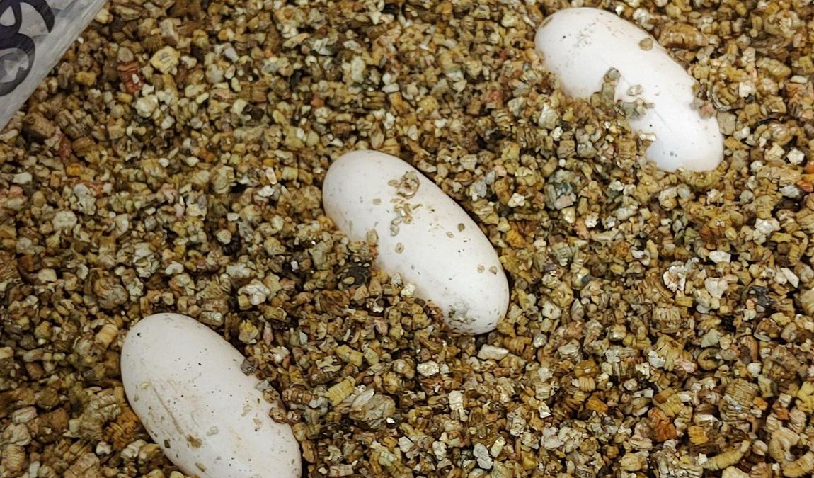 reptilium terrarium and desert zoo photo 4