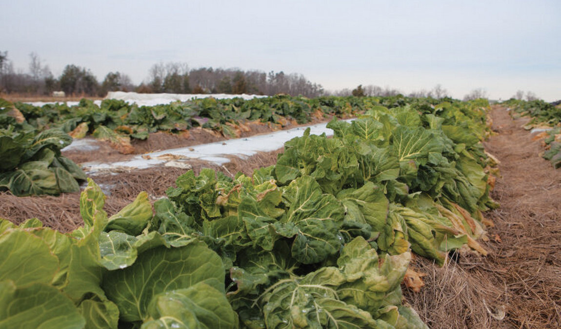 ayden collard festival photo 3