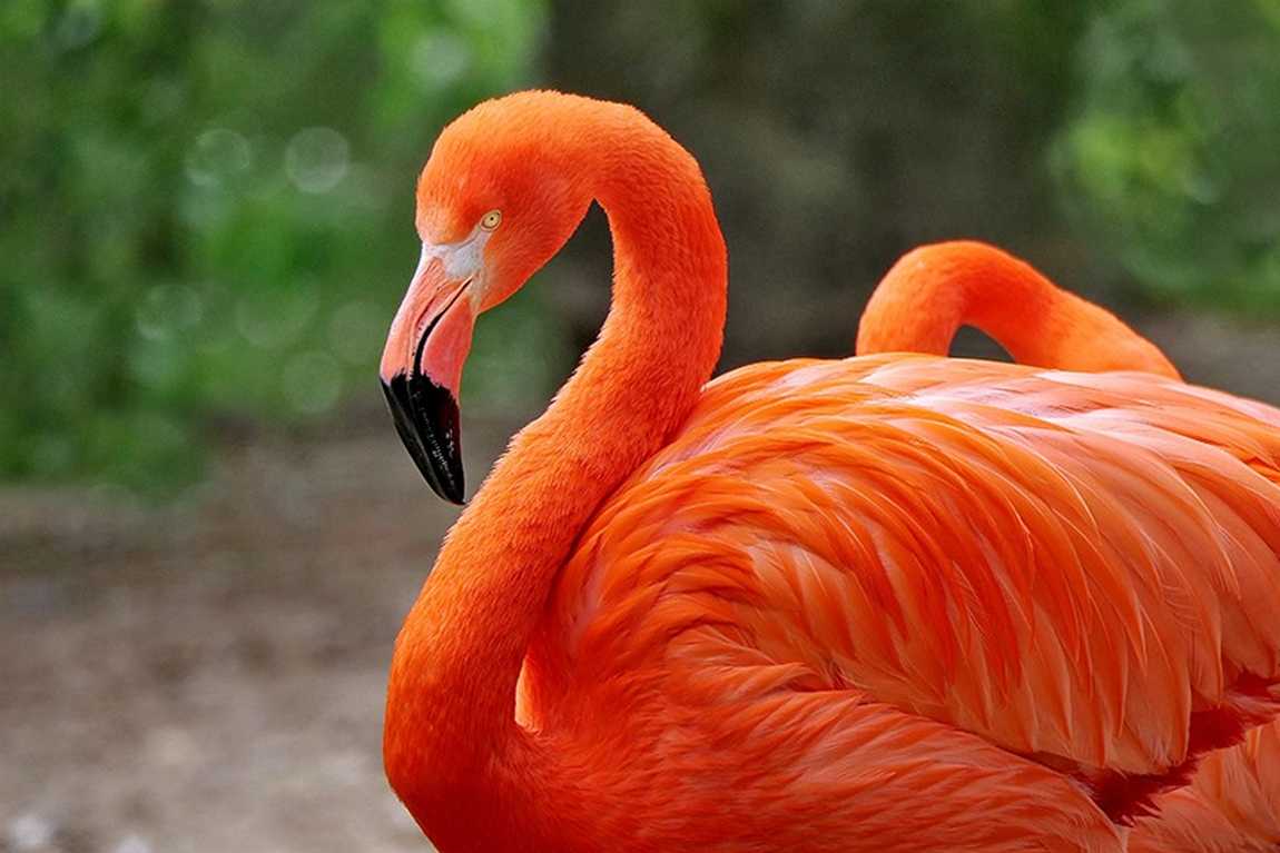 duisburg zoo photo 2