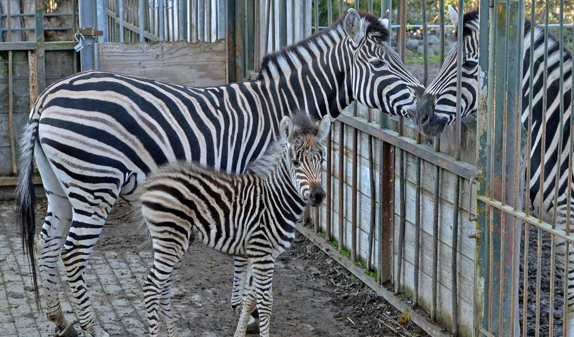 delitzsch zoo photo 3