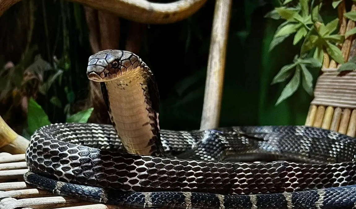 welt der gifte photo 2