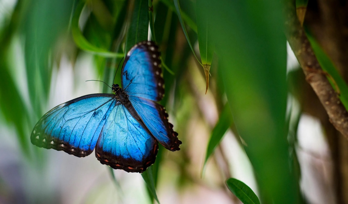 diana observation tower photo 7