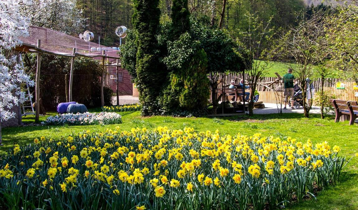 bird park heiligenkirchen photo 5