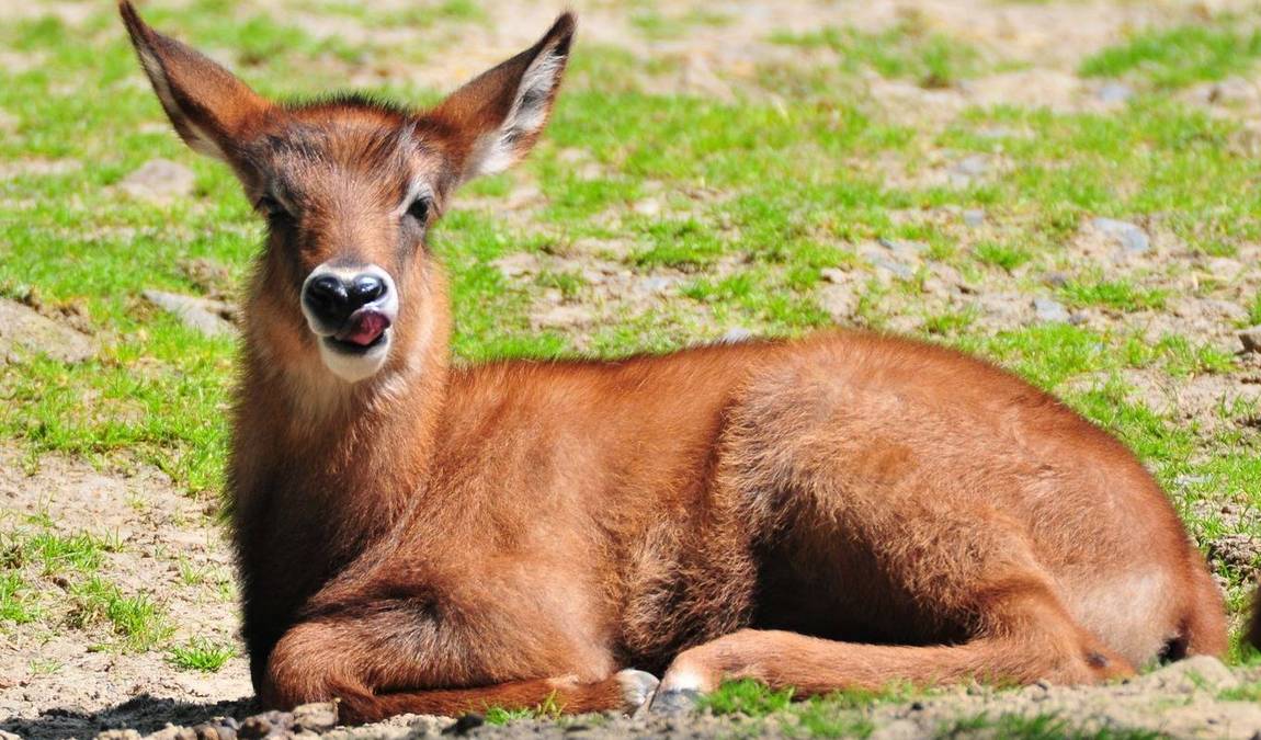 allwetterzoo munster photo 7