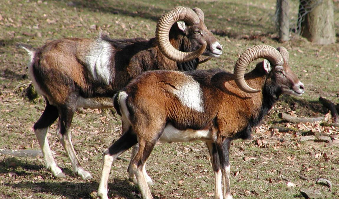 wildpark knull photo 1