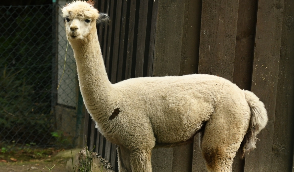 amerika-tierpark limbach-oberfrohna photo 6