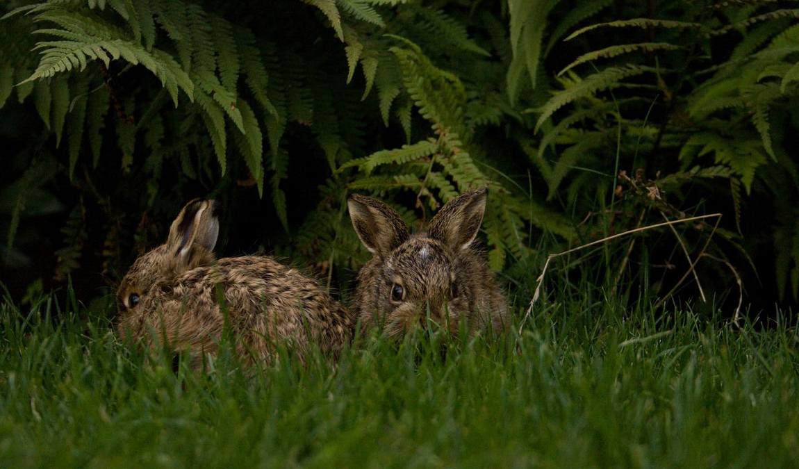 obora žleby photo 1