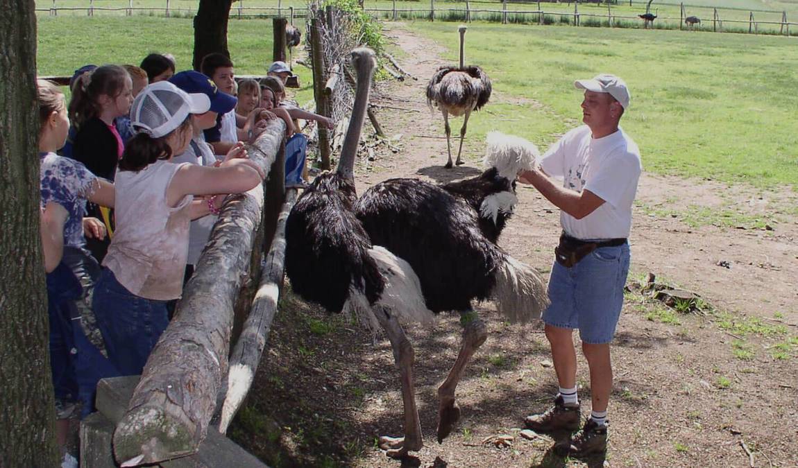 straussenland im kamptal photo 3