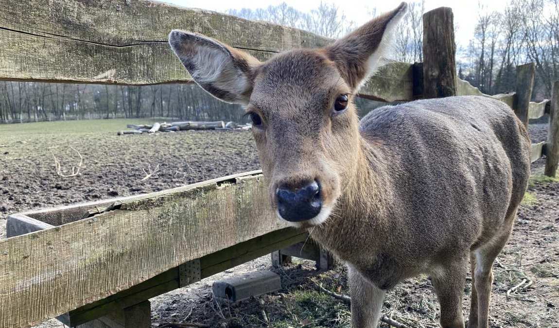 tiergehege hasseldieksdamm photo 8
