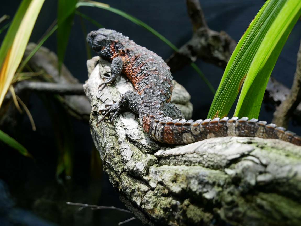 schönbrunn zoo photo 5