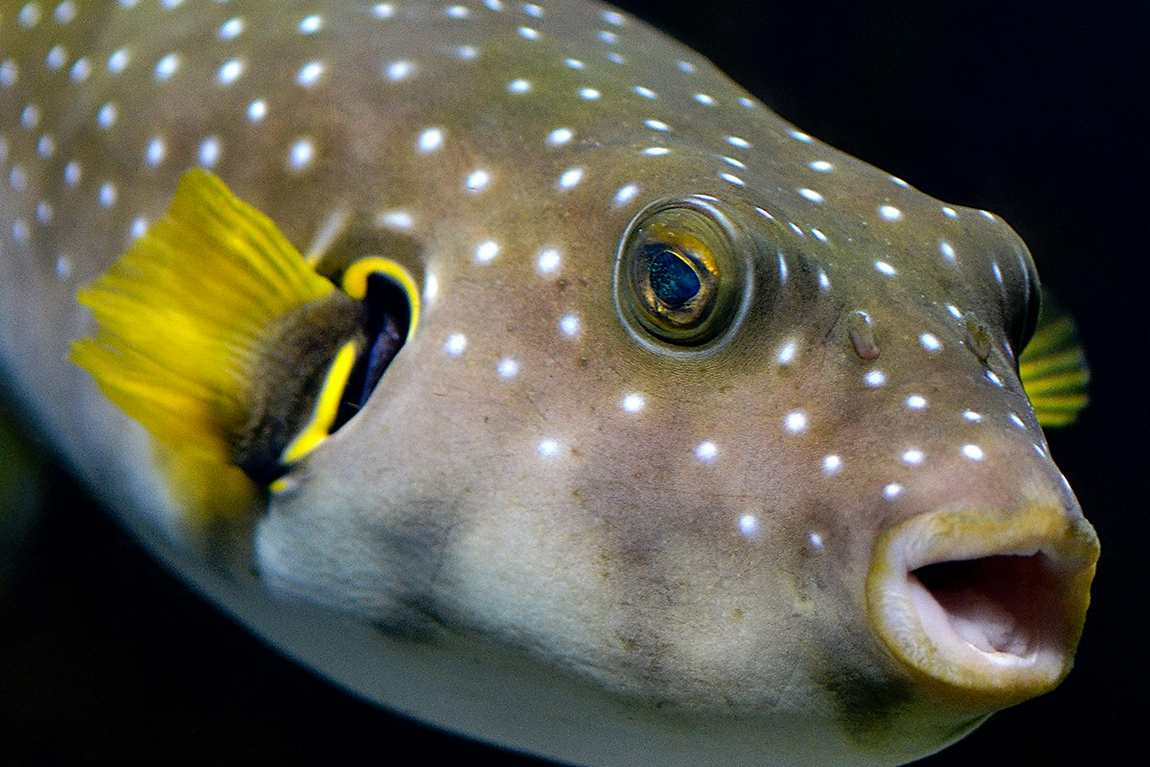 barcelona aquarium photo 2
