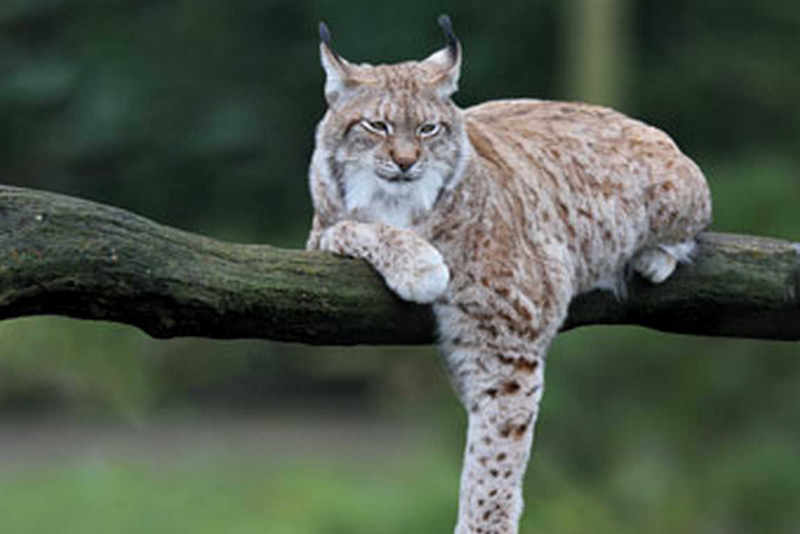 ludwigslust zoo photo 4