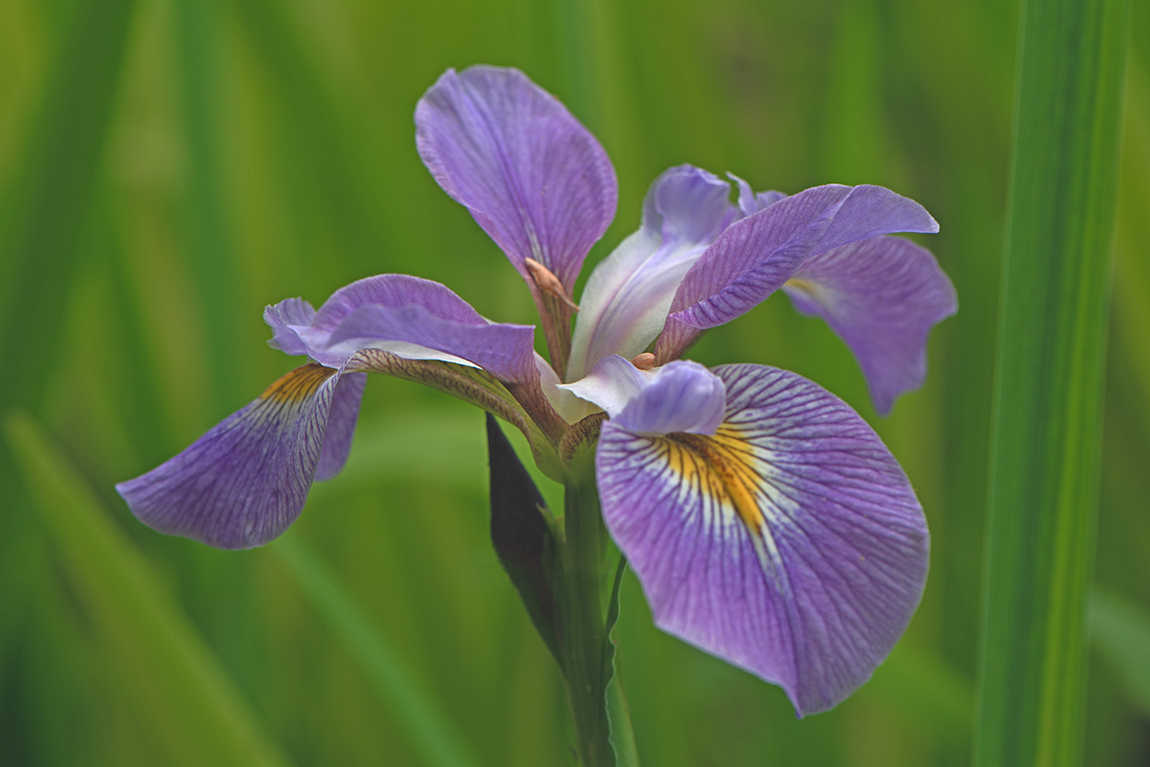 bullington gardens photo 7