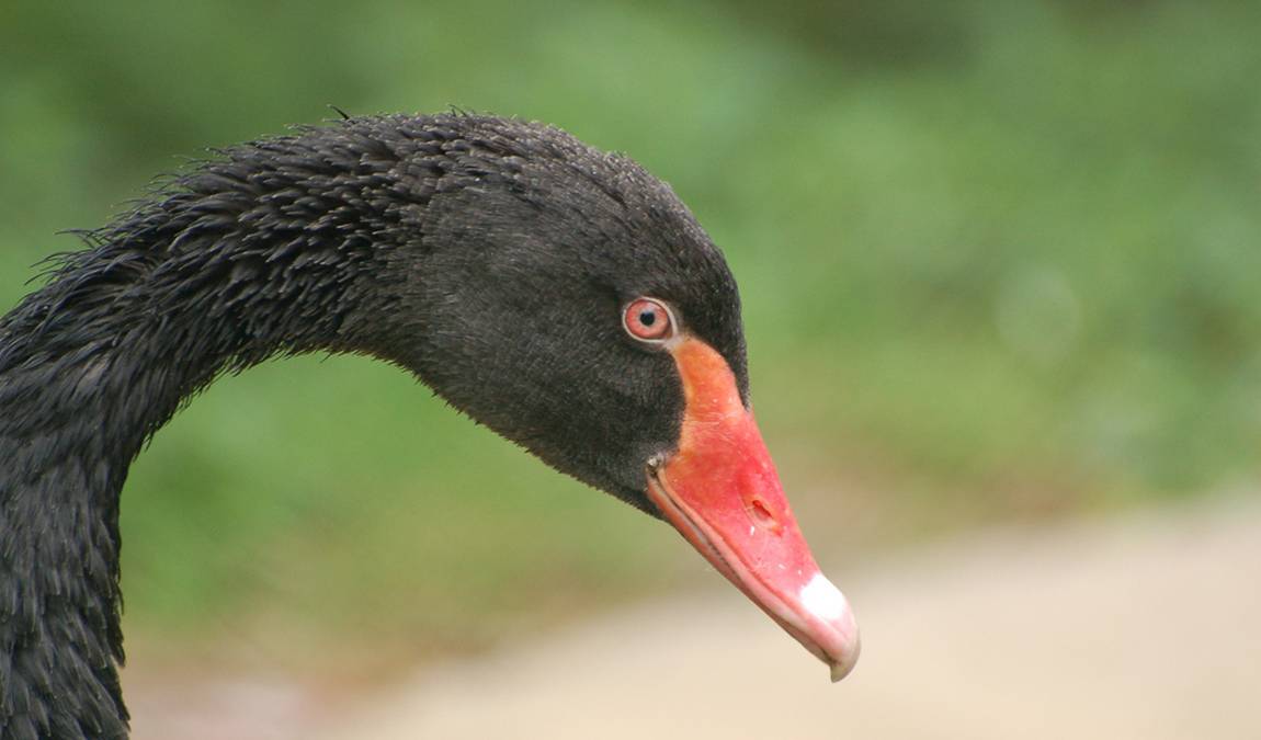 solingen bird and animal park photo 4