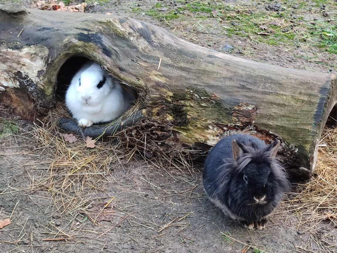 farma kozodoj photo 2