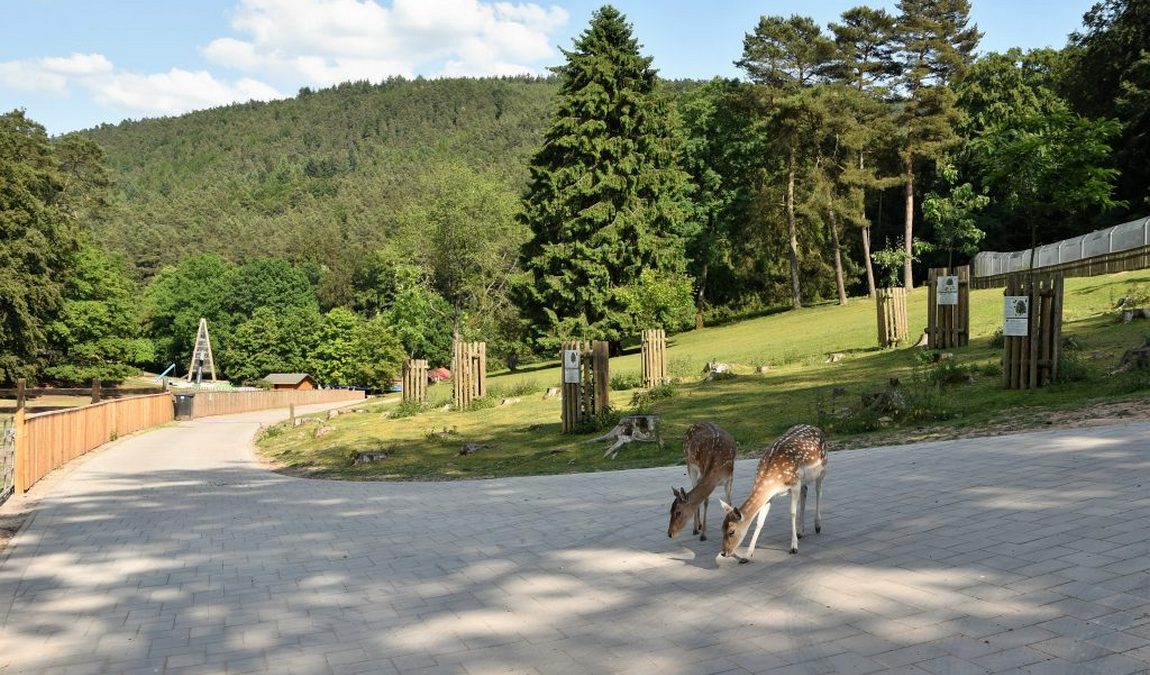 wildlife park in silz photo 6