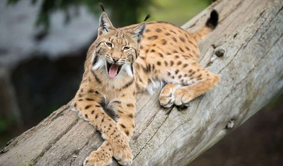 assling wildlife park photo 1