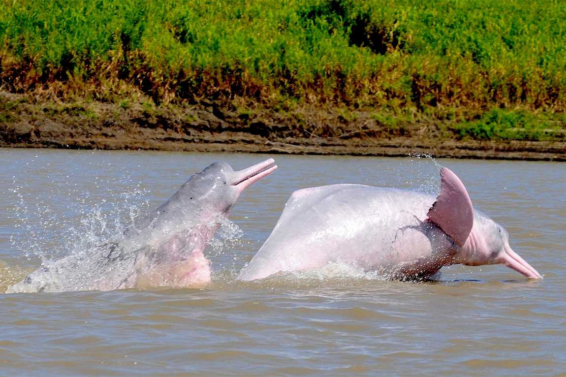 dolphinarium in the zoo of nuremberg photo 5