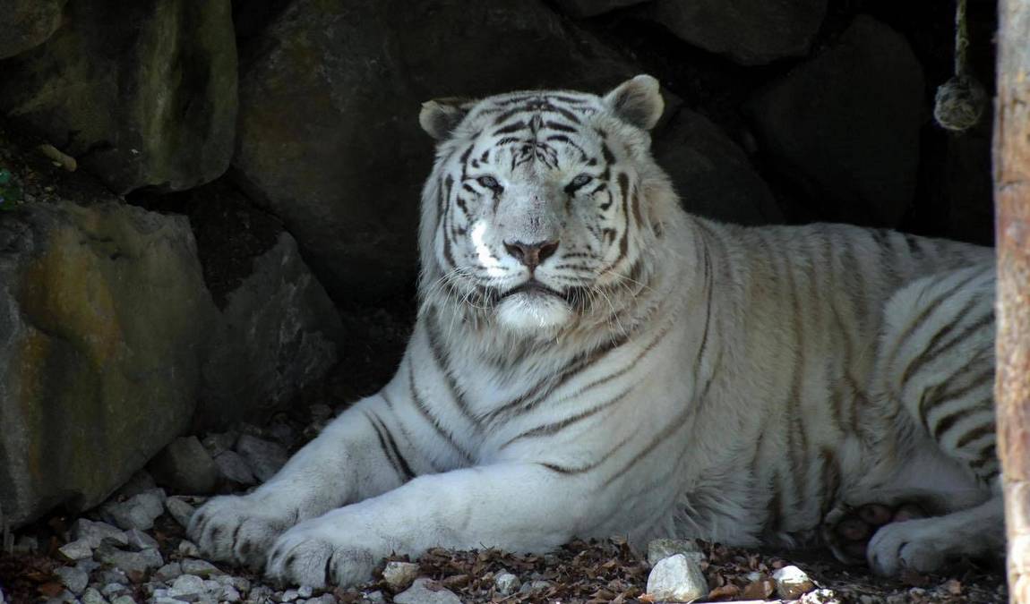 kameltheater and white zoo - kernhof photo 3