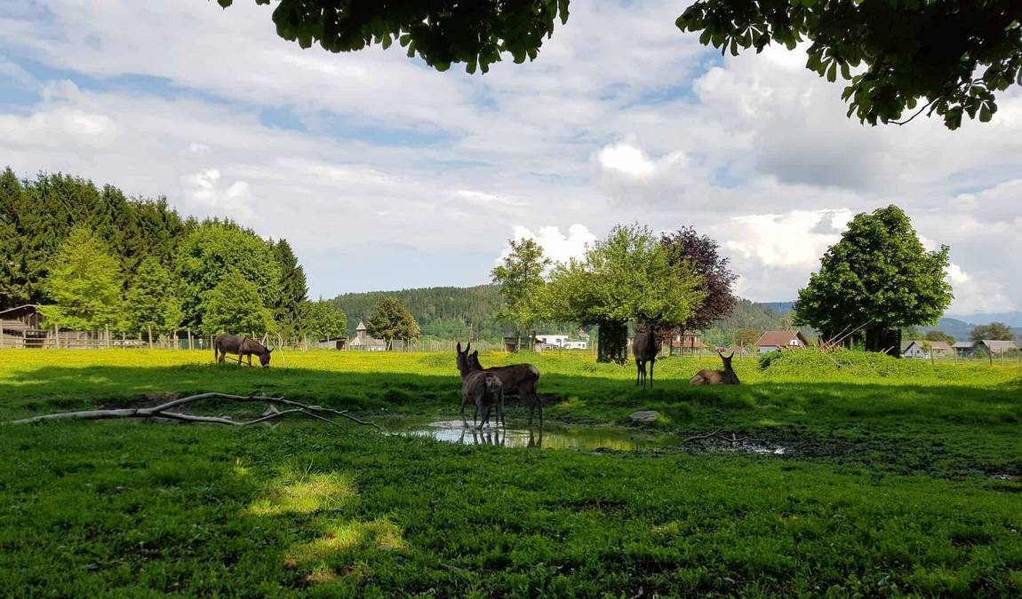 tierpark rosegg photo 6