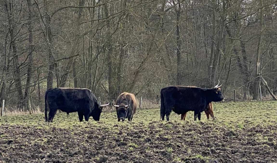 tiergehege hasseldieksdamm photo 9