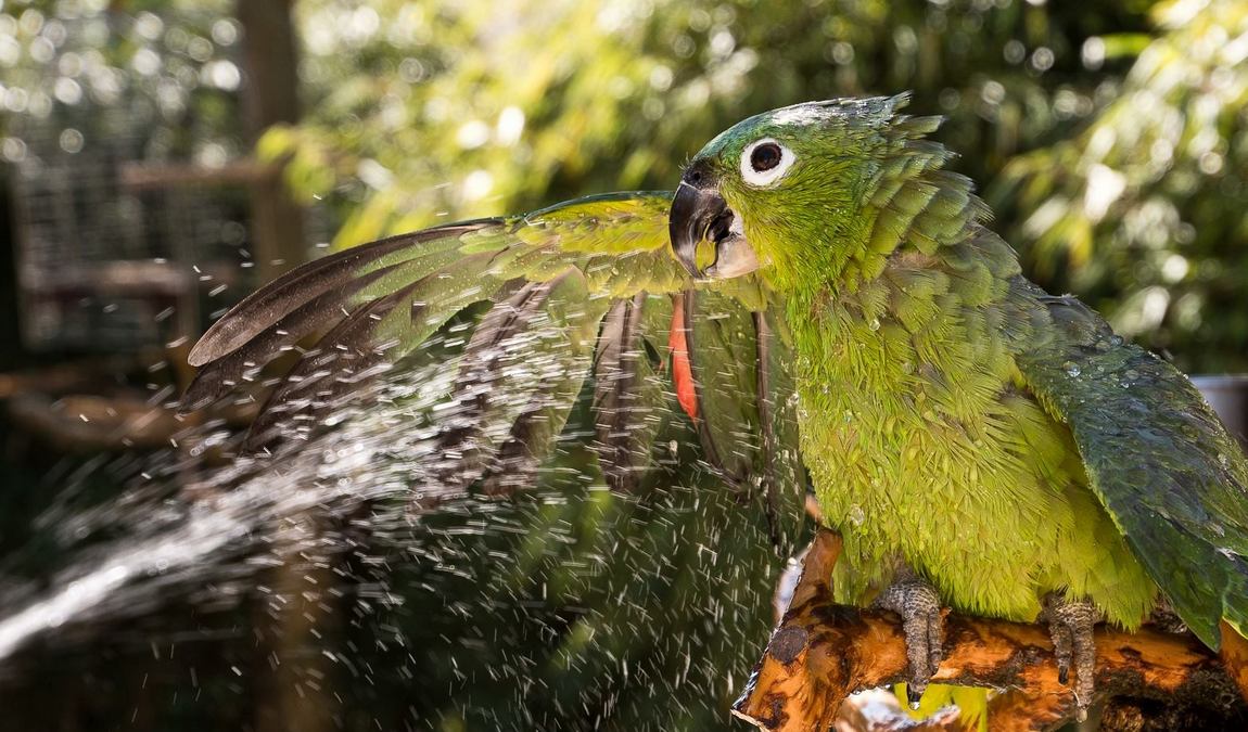 bird park heiligenkirchen photo 6