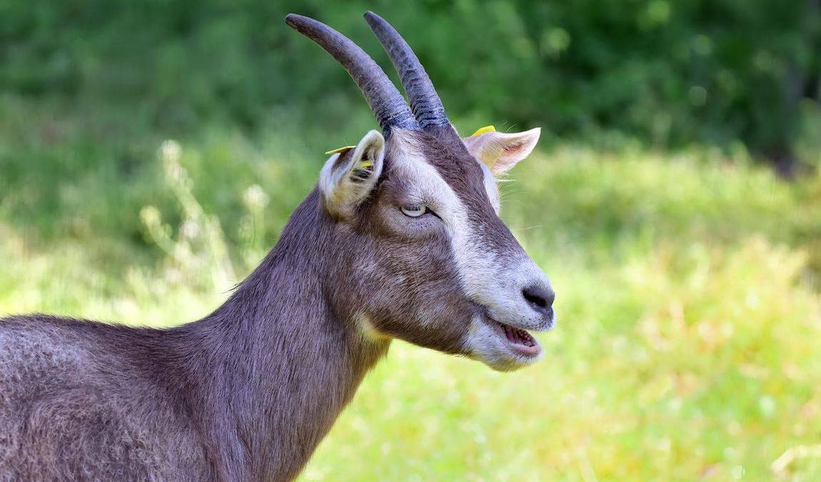 wildpark alte fasanerie photo 5