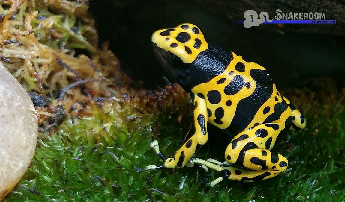 snakeroom serpentarium photo 5