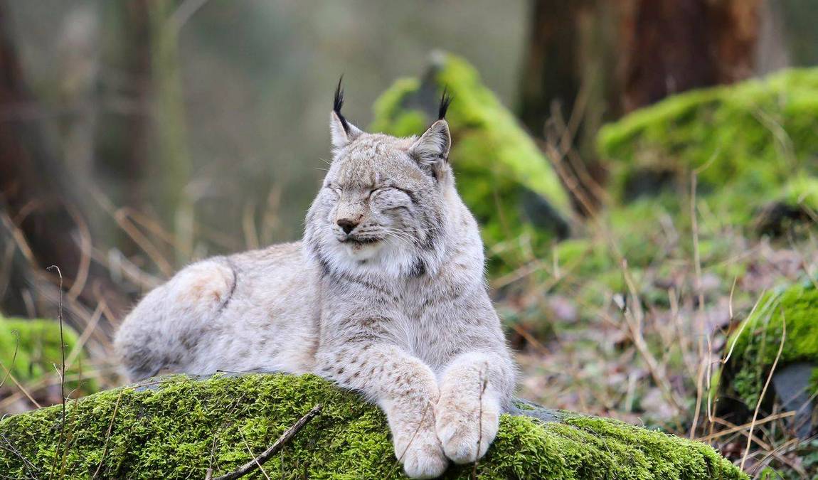 wildpark alte fasanerie photo 4