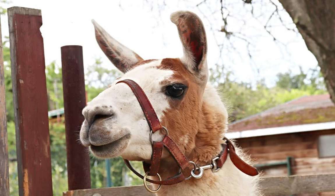 zookoutek u novacku photo 3