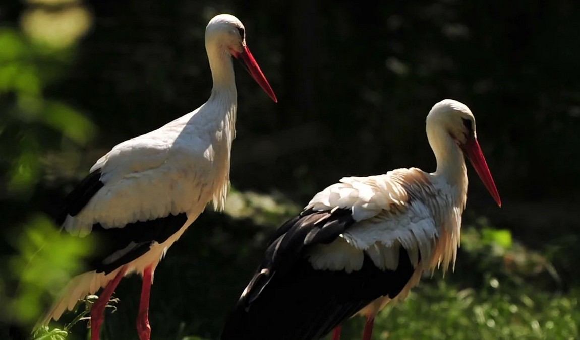wildlife park eekholt photo 5