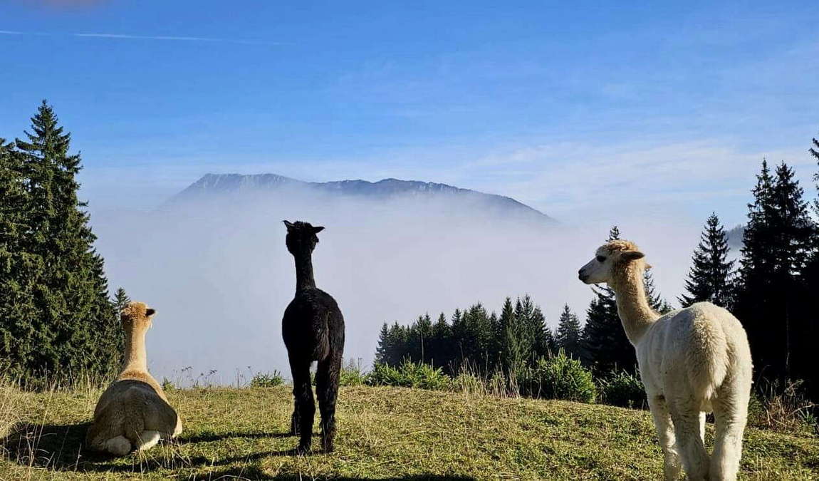 tierpark mautern photo 7