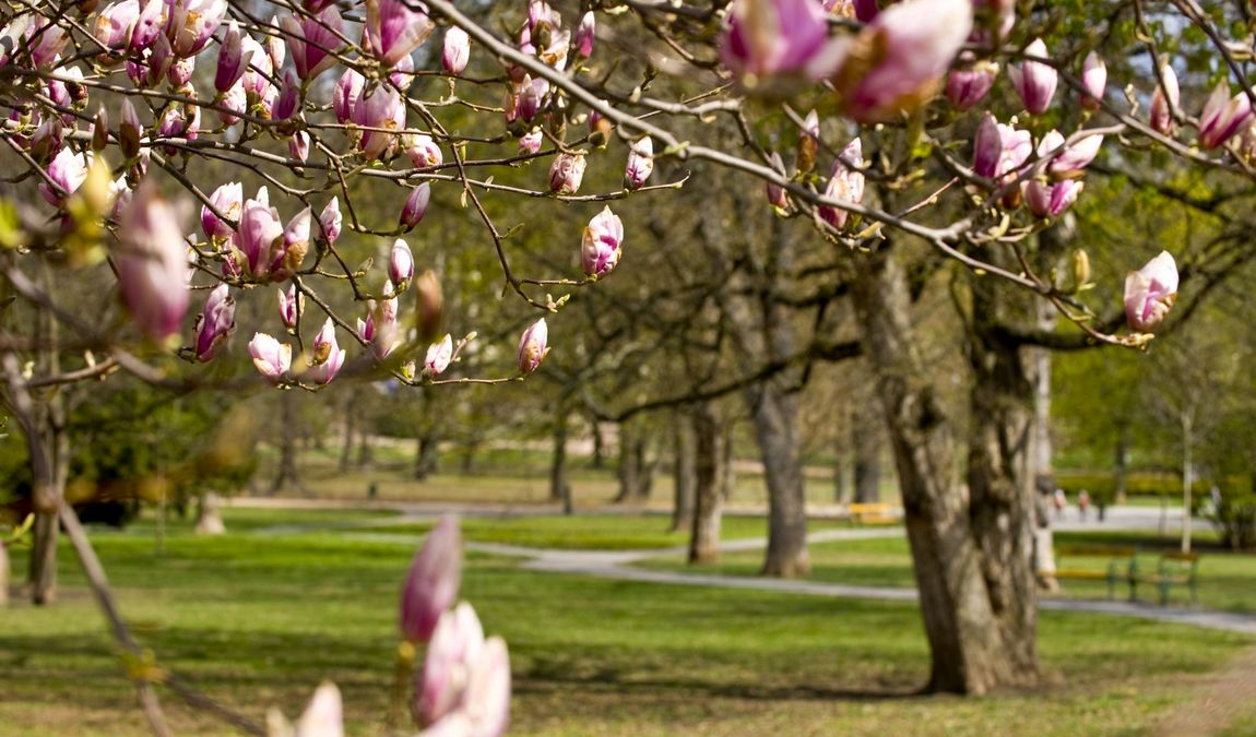 park luzanky photo 1