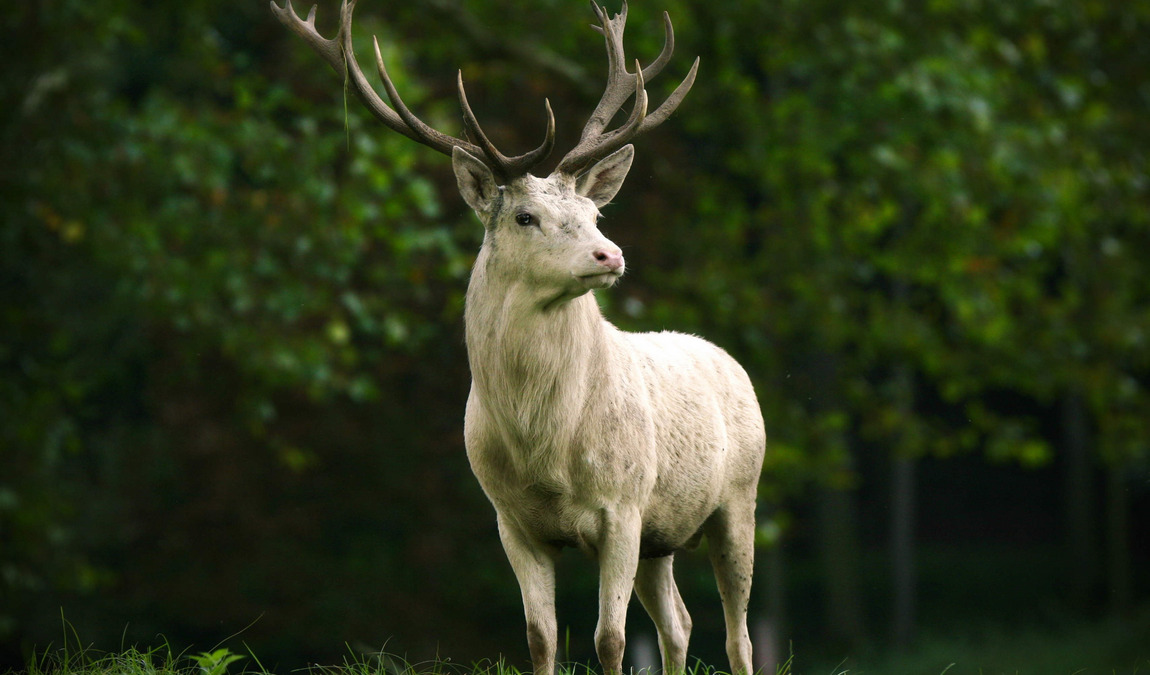 obora žleby photo 2