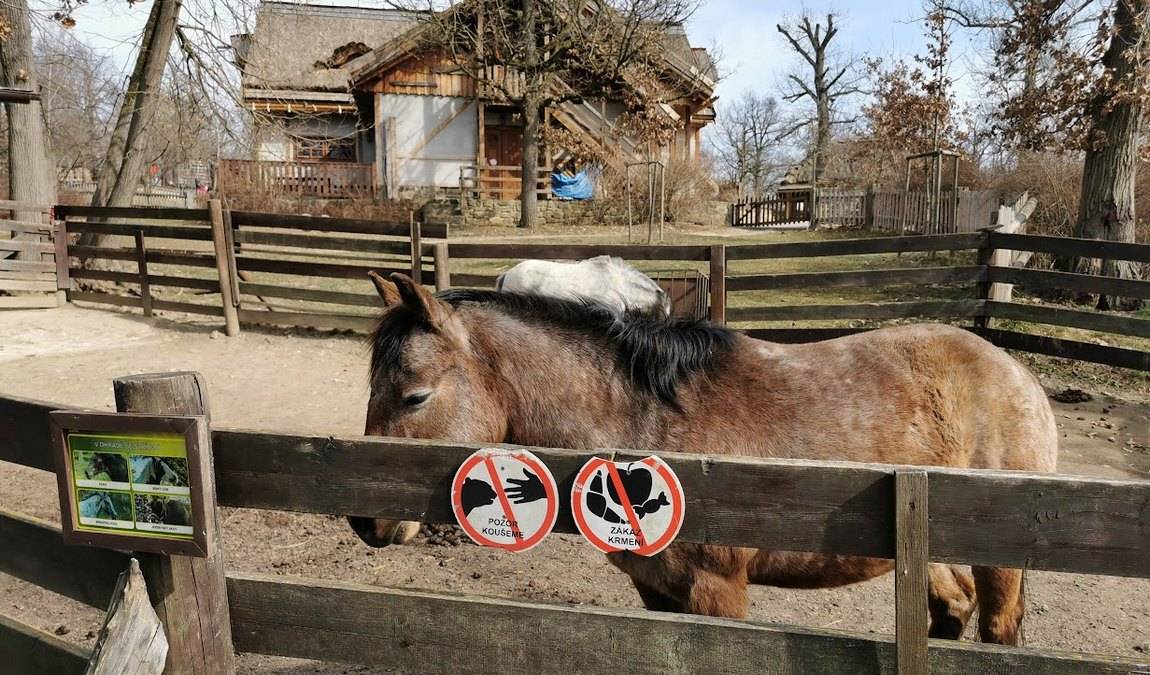 brno zoo photo 3