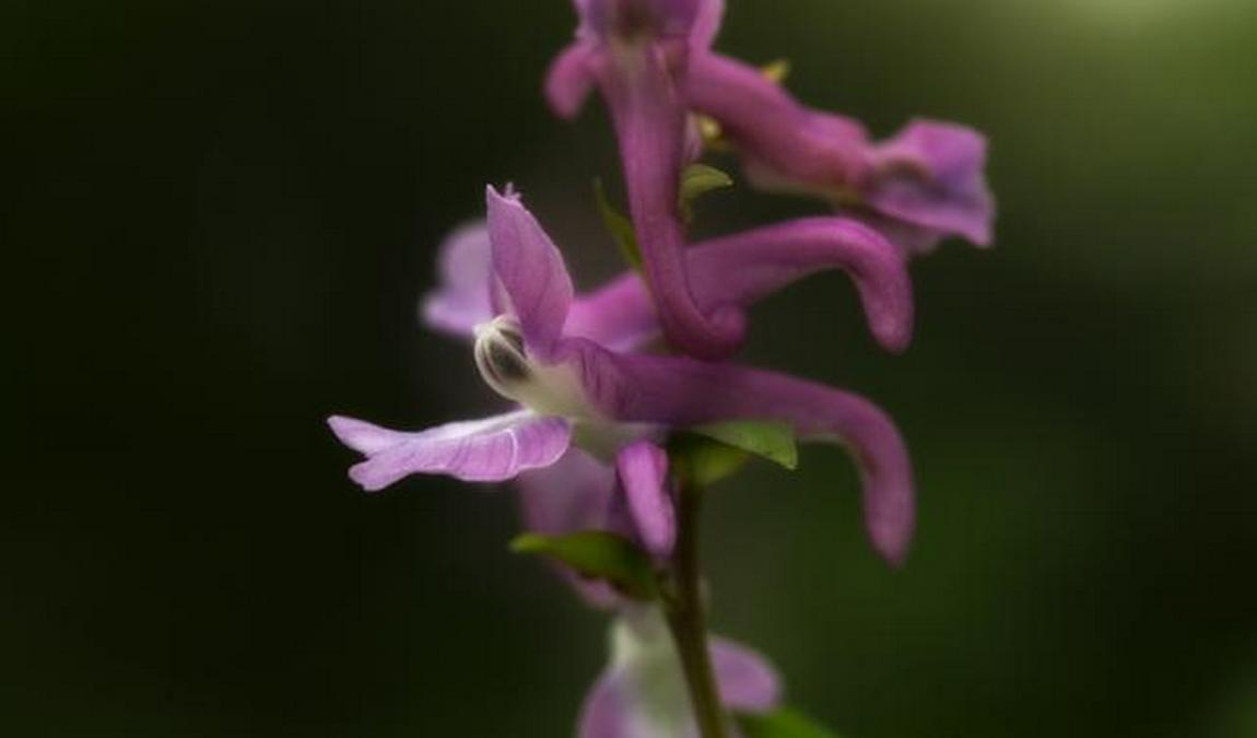 leipzig riverside forest photo 3
