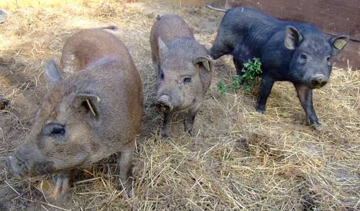 vienna kids farm photo 2